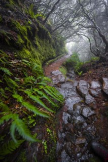 Mystic forest with mist, Vereda Francisco Achadinha hiking trail, Rabacal, Madeira, Portugal, Europe