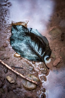 Black leaf in puddle, Black Forest, Xanderklinge, Calw, Germany, Europe
