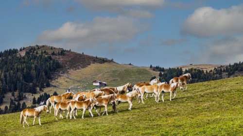 Haflinger horses