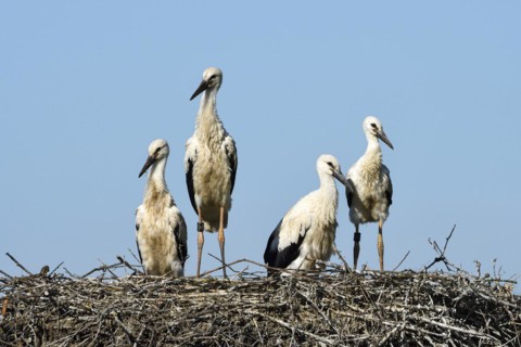 White Stork