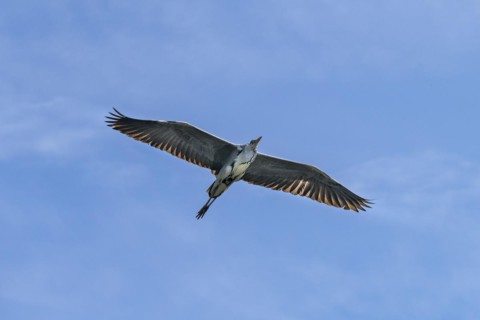 Grey heron
