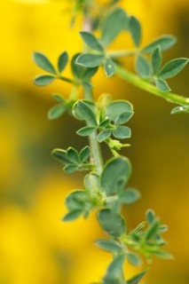 Common broom