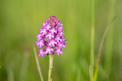 Pyramidal orchid in a meadow in spring. Alsace, France, Europe