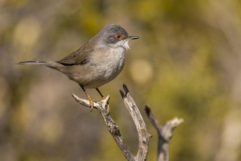 Sardinian warbler