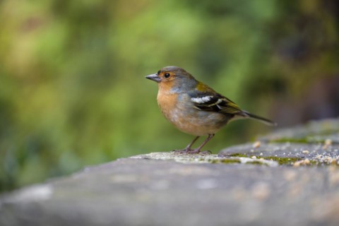 Madeiran chaffinch