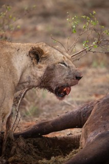 A lion eats a previously hunted water buffalo in the savannah. Beautiful detailed image of a female lion in Tsavo East National Park, Kenya, East Africa, Africa
