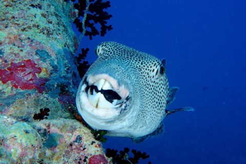 Portrait of star puffer