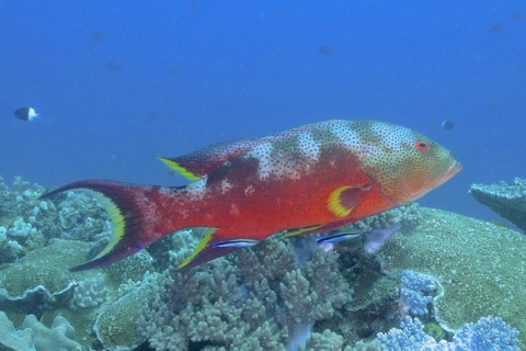 Yellow-edged lyretail