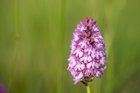 Pyramidal orchid in a meadow in spring. Alsace, France, Europe