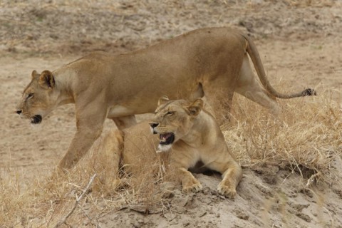 Lions