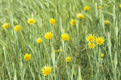 Meadow salsify