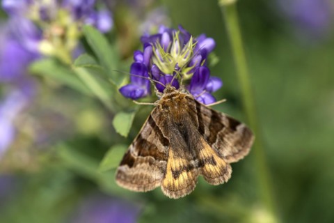 Burnet companion
