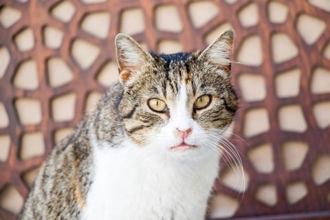 Stray cat in the street
