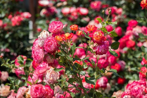 Blooming beautiful bunch of roses in spring garden