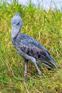 Shoebill