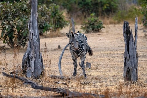Plains Zebra of the subspecies crawshay's zebra