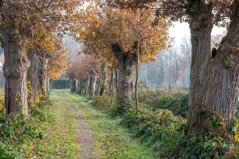 Cultural Monument Kloppendiek, The Kloppendiek, a path with centuries-old oaks, presumably the old processional route of the Catholics who went on pilgrimage from Groenlo and Eibergen in the Netherlan...