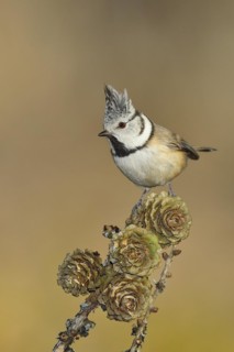 Crested Tit