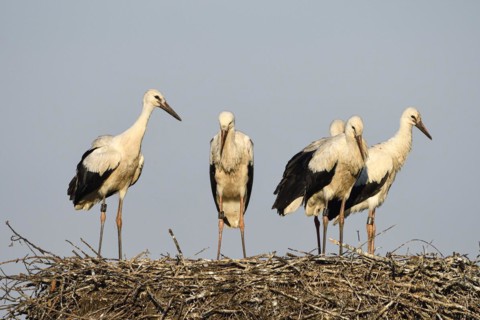 White Stork
