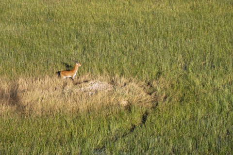 Lechwe