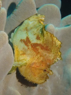Yellow leaf scorpionfish