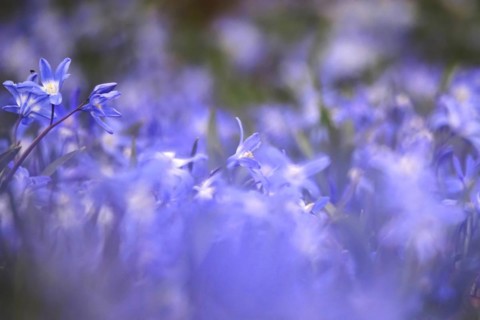 Squill