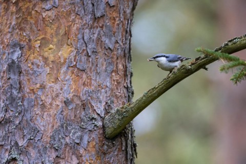 Northern eurasian nuthatch