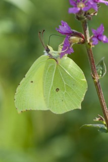 Lemon butterfly