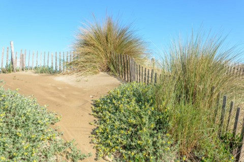 Protection of the sand dunes in the Camargue, Espiguette beach. Le Grau du Roi, Provence-Alpes-Cote dAzur, France, Europe