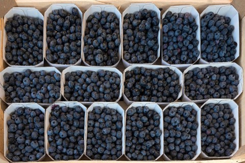 Baubeeren, european blueberry