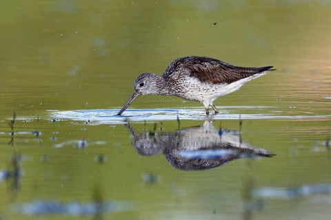 Common greenshank