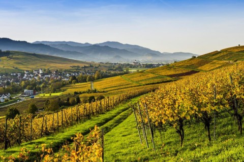 Village and autumn coloured vineyards, sunrise, Pfaffenweiler, near Freiburg im Breisgau, Markgraeflerland, Black Forest, Baden-Wuerttemberg, Germany, Europe