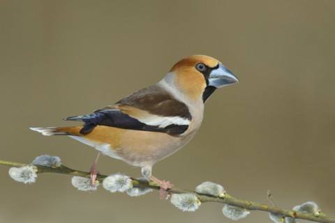 Hawfinch