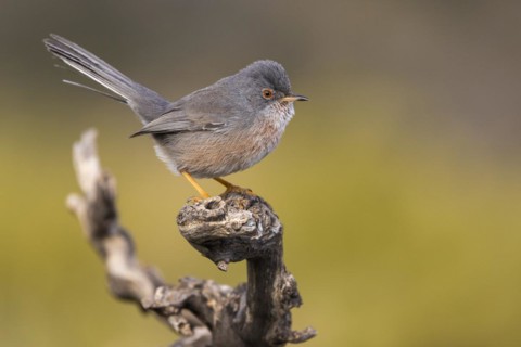 Dartford warbler