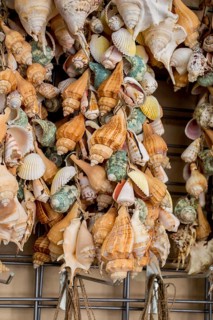 Various types of little colorful seashells