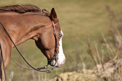 Close-up of the head and neck with headstall and reins of a western horse of the breed American Quarter Horse during training in the riding arena in late winter, chestnut coloured horse with large mar...