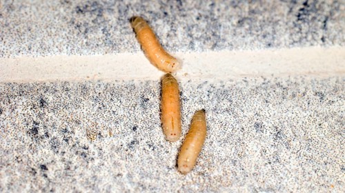 Three fly maggots on a terrace floor, Saranda, Albania, Europe