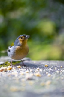 Madeiran chaffinch