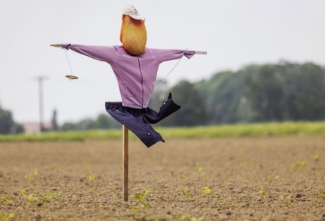 Scarecrow in a field in Breisgau, Hartheim am Rhein, Baden-Wuerttemberg, Germany, Europe