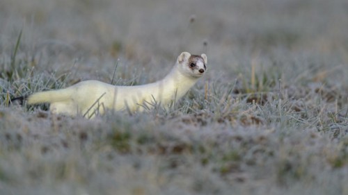 Stoat