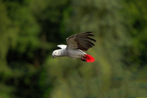 Grey parrot