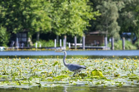 Grey heron