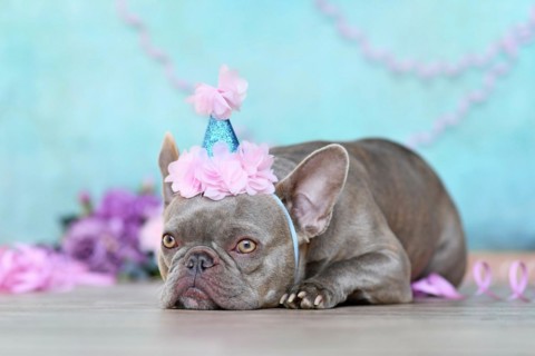 French Bulldog with birtday part hat lying down in front of blue background with paper streamers and flowers