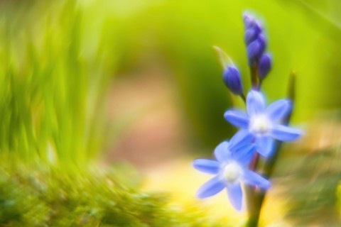 Common star hyacinth