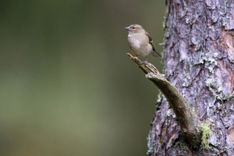 Common chaffinch