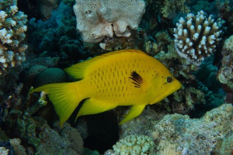 Sling-jaw wrasse