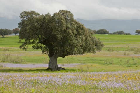 Holm oak