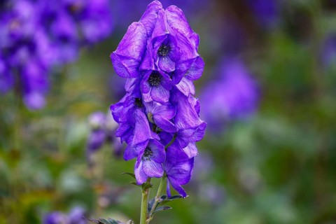 Monkshood