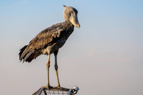 Shoebill