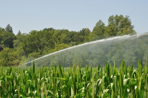 Water sprinkler installation in a field of maize